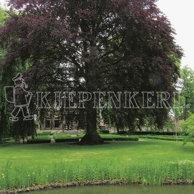 Kiepenkerl RSM 7.3.1 Landschaftsrasen Feuchtlagen 10kg